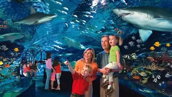 Shark Lagoon underwater tunnel at Ripley's Aquarium of the Smokies in Gatlinburg TN