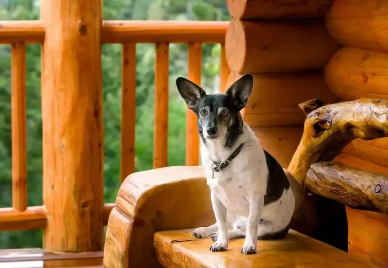 small dog sitting on bench on cabin porch