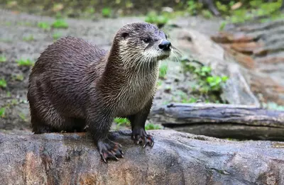 brown otter