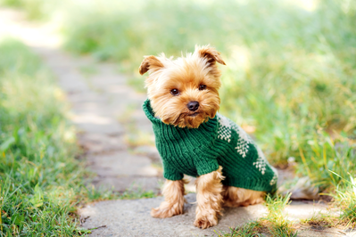 dog in a sweater