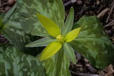 yellow trillium in the smoky mountains