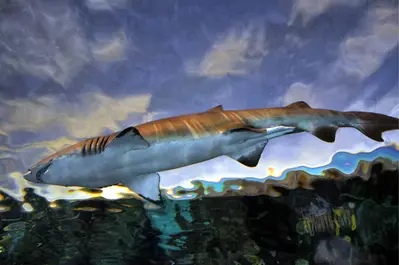 shark at ripley's aquarium in gatlinburg