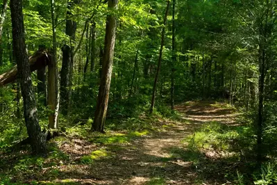 a hiking trail in the smoky mountains