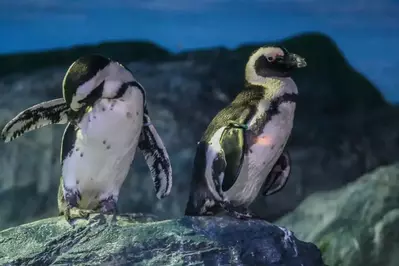 penguins in an aquairum