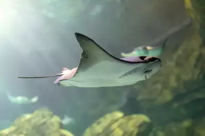 sting ray