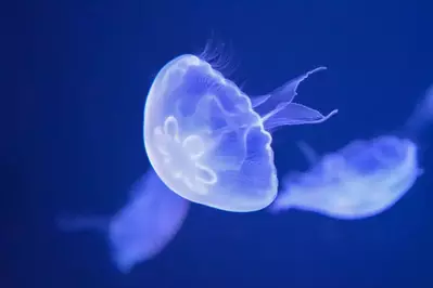 moon jellyfish