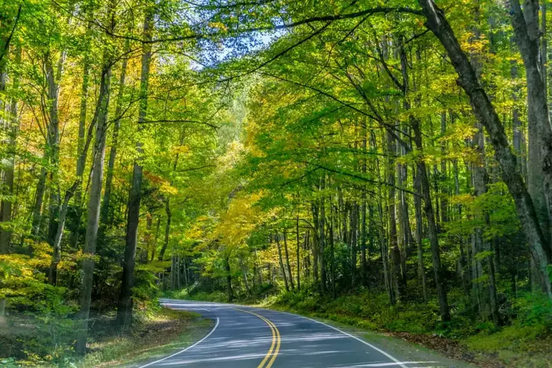 a road in the smoky mountains