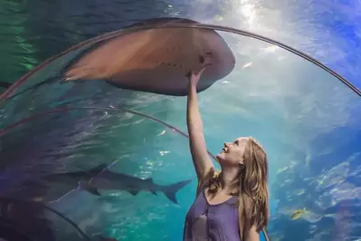 Stingray in aquarium tunnel