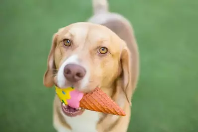 dog with ice cream toy