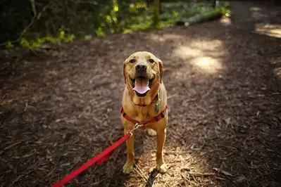 happy dog in mountains