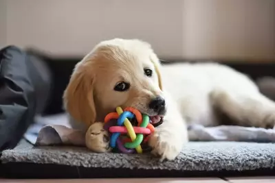 puppy playing in cabin