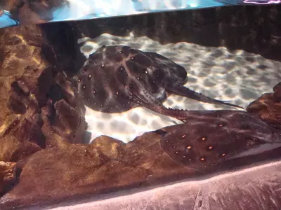 stingray at gatlinburg aquarium