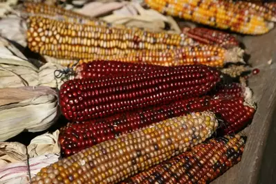 Corn cob decor in fall colors