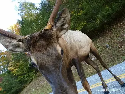 elk vs photographer