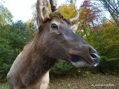 elk spars with photographer smokies