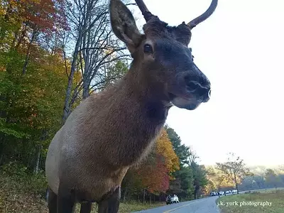 elk photo-by james york