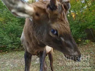 elk attacks photographer