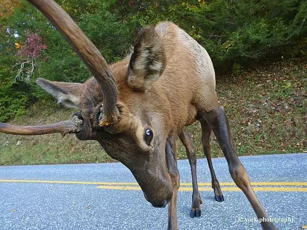 elk attacks man in the smoky mountains