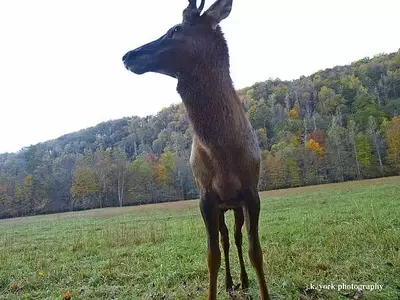 elk attack smokies james york