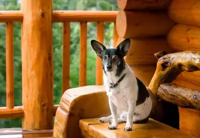 pet friendly cabins in gatlinburg tn